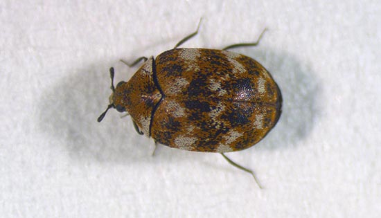 ヒメマルカツオブシムシ